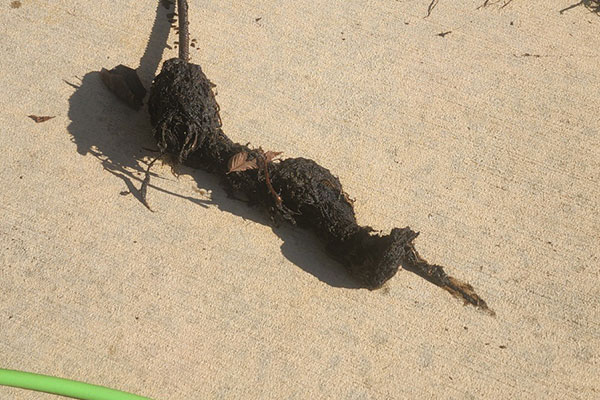 Learn More About Clogged Drain Services Learn More About Clogged Drain Services